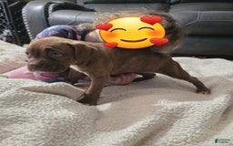 Boxer dogs for sale: Latte - Image 3