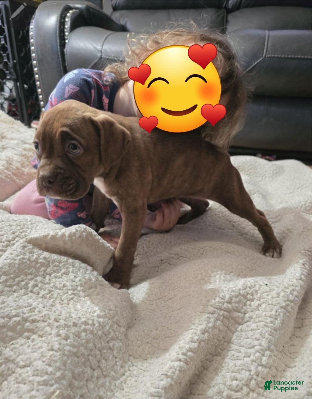 Boxer dogs for sale: Latte - Image 3