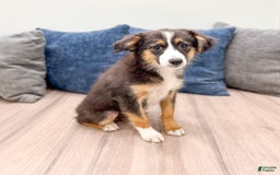 Miniature Australian Shepherd dogs for sale: Fiona - Image 3