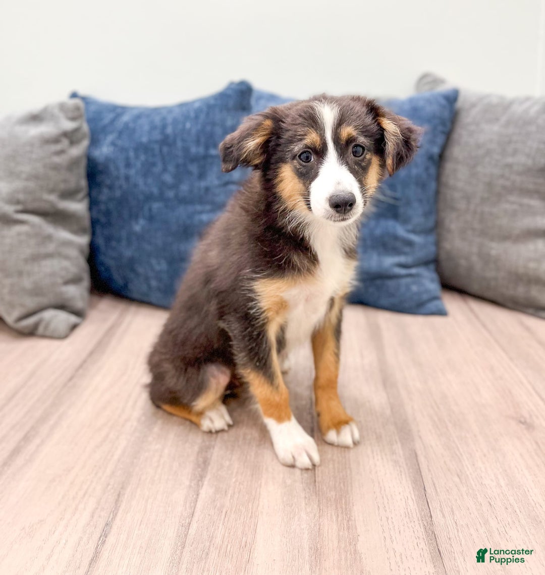 Miniature Australian Shepherd dogs for sale: Fiona - Image 3
