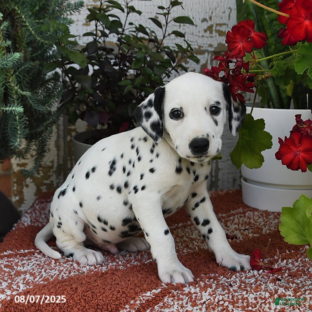 Dalmatian dogs for sale: Ike - Image 2