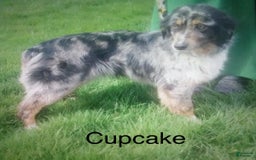 Australian Shepherd dogs for sale: Echo - Image 8
