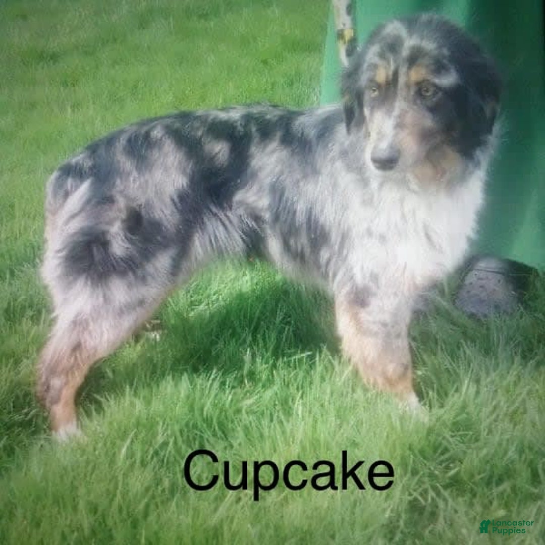 Australian Shepherd dogs for sale: Echo - Image 8
