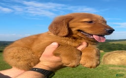 Golden Retriever dogs for sale: Chief - Image 3