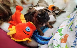 French Bulldog dogs for sale: Apollo Akc 🐾 - Image 26