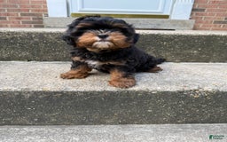 Miniature Poodle dogs for sale: Mela - Image 4