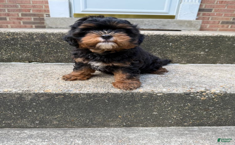Miniature Poodle dogs for sale - Ad 5