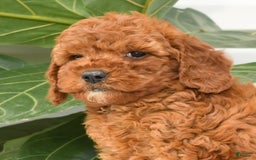 Mini Goldendoodle dogs for sale: Nina - Image 2
