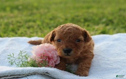 Miniature Poodle dogs for sale: Alivia - Image 7
