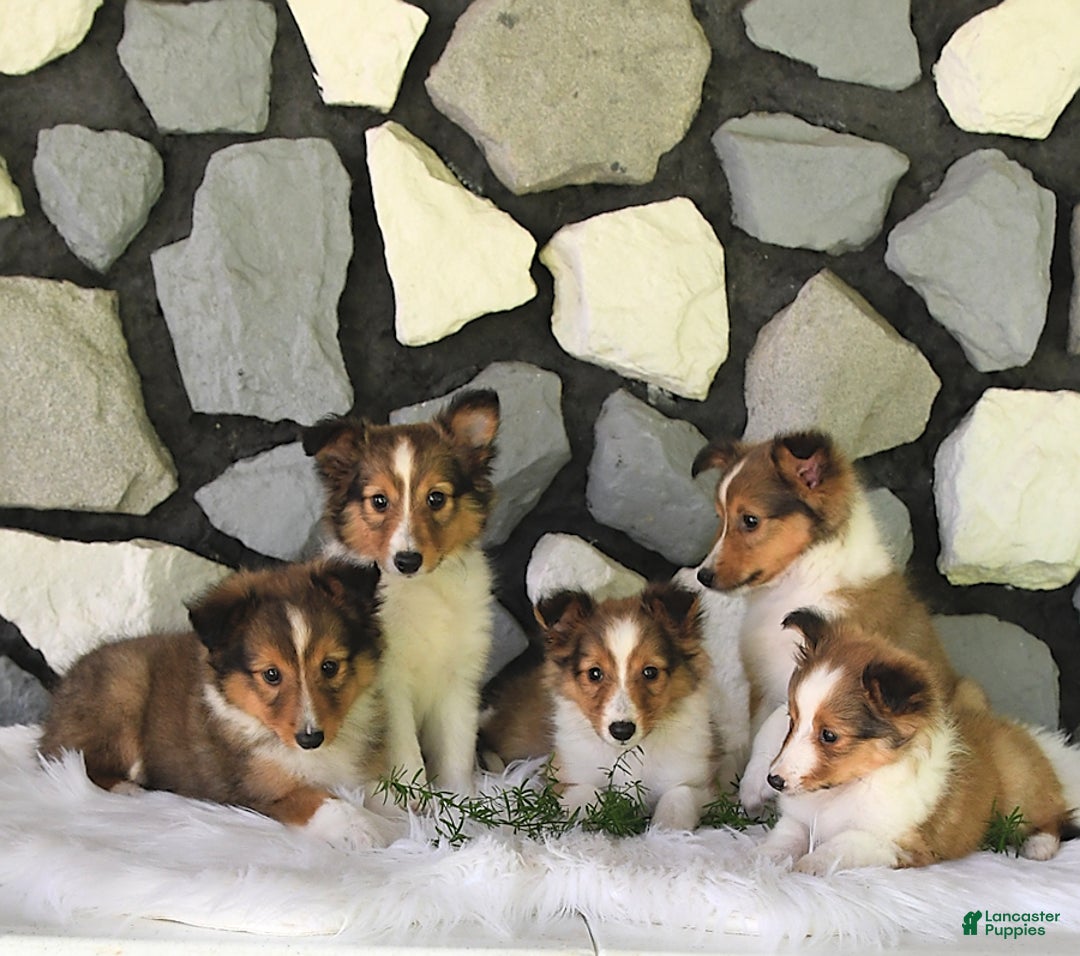 Shetland Sheepdog dogs for sale: Tommy - Image 10