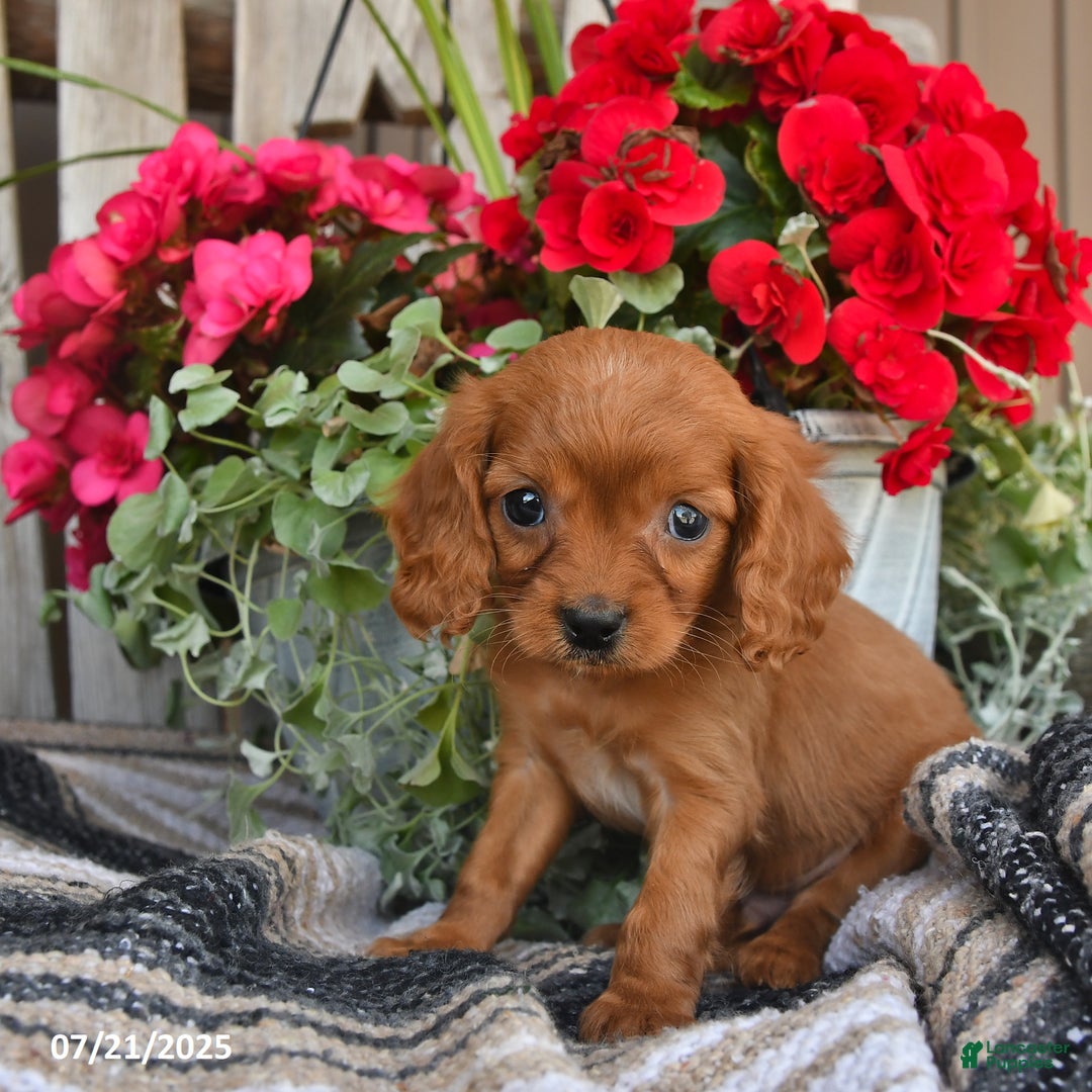 Cavapoo dogs for sale: Don - Image 4