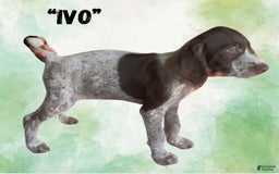 German Wirehaired Pointer dogs for sale: Ivo - Image 3