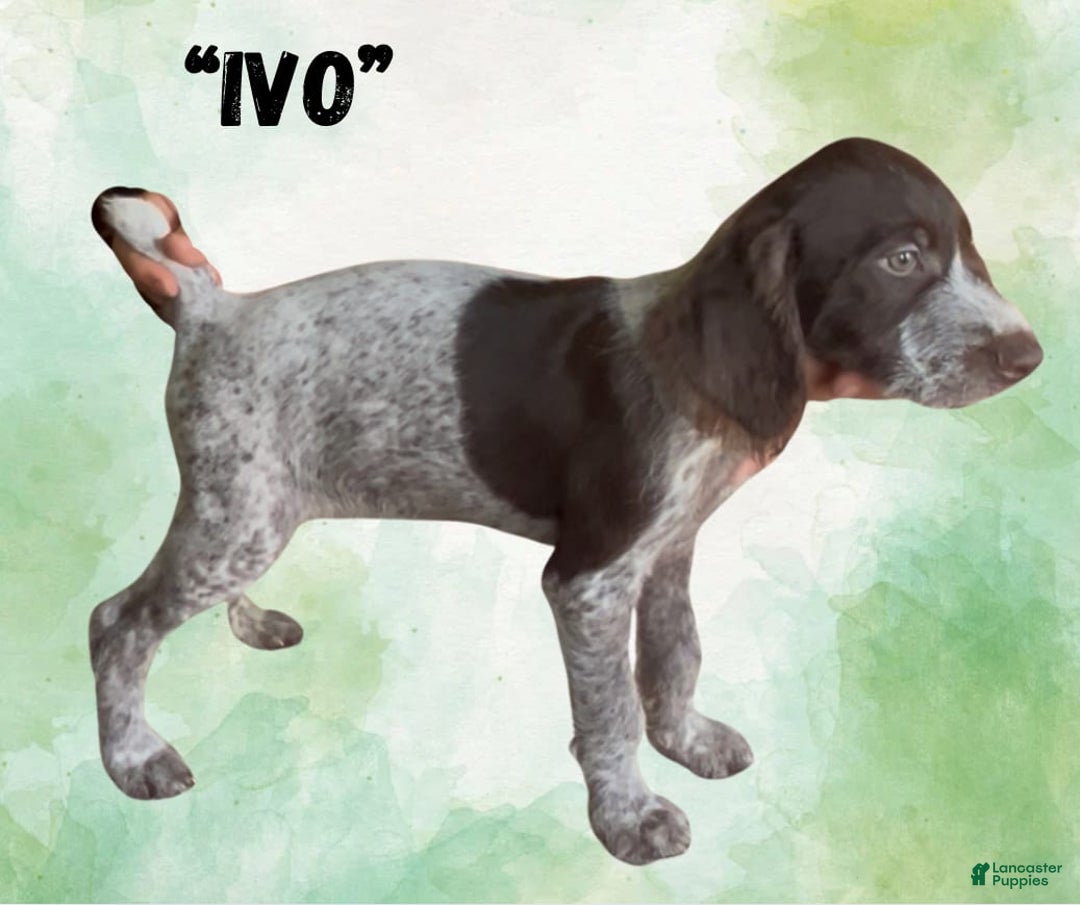 German Wirehaired Pointer dogs for sale: Ivo - Image 3