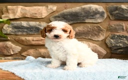Labradoodle dogs for sale: Lucy - Image 4