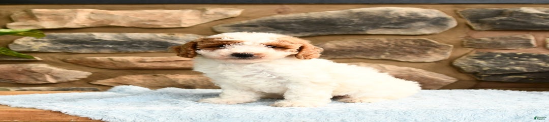 Lucy