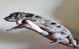 Great Dane dogs for sale: Yellow Collar - Image 2