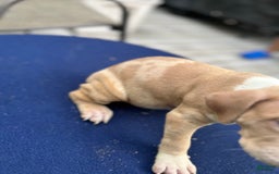 American Bully dogs for sale: Dime - Image 7