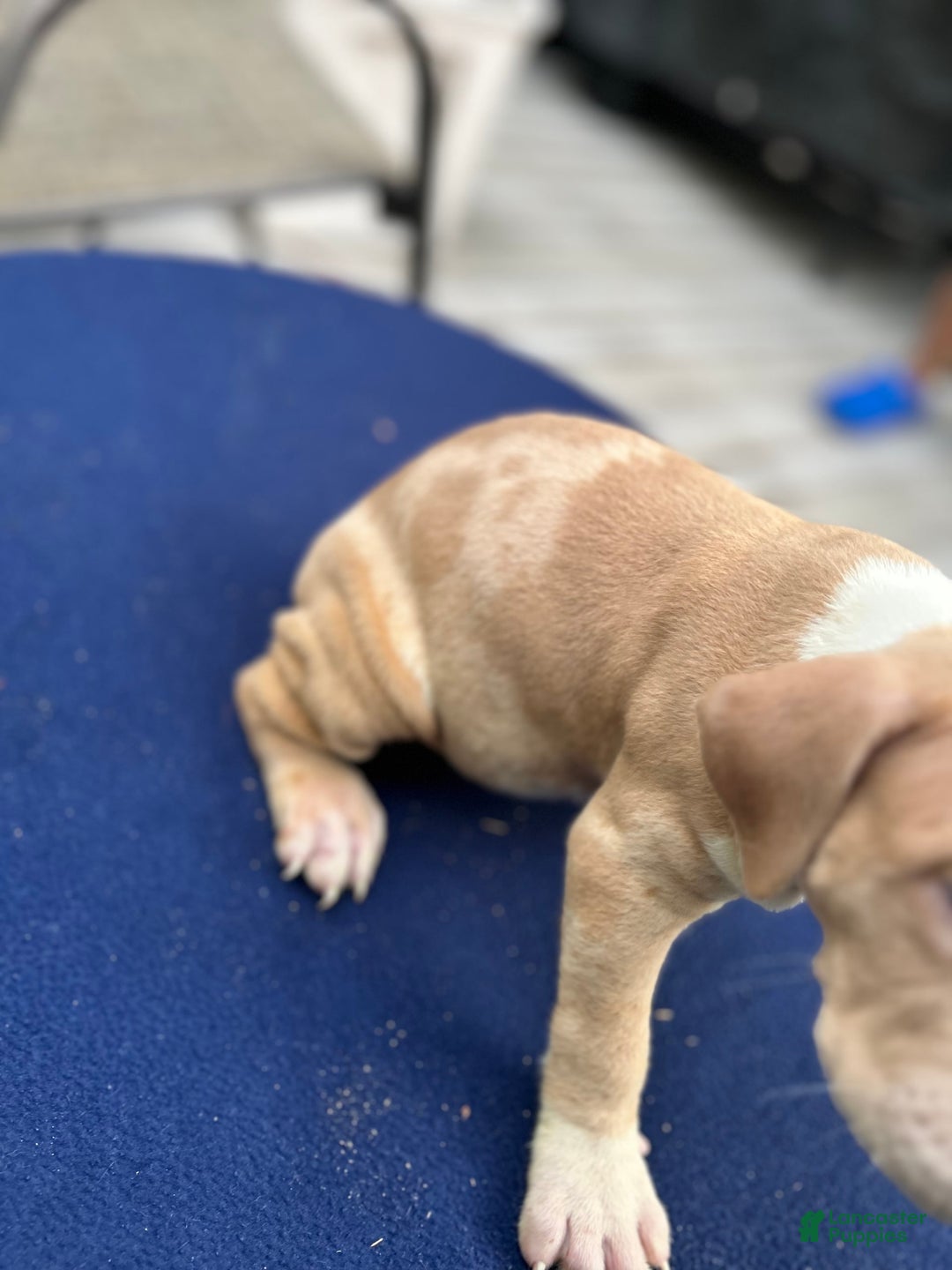 American Bully dogs for sale: Dime - Image 7