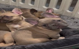 French Bulldog dogs for sale: Blessing - Image 6