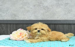 Maltipoo dogs for sale: Bella Extra Small - Image 7