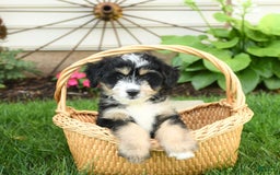 Mini Bernedoodle dogs for sale: Prince - Image 4