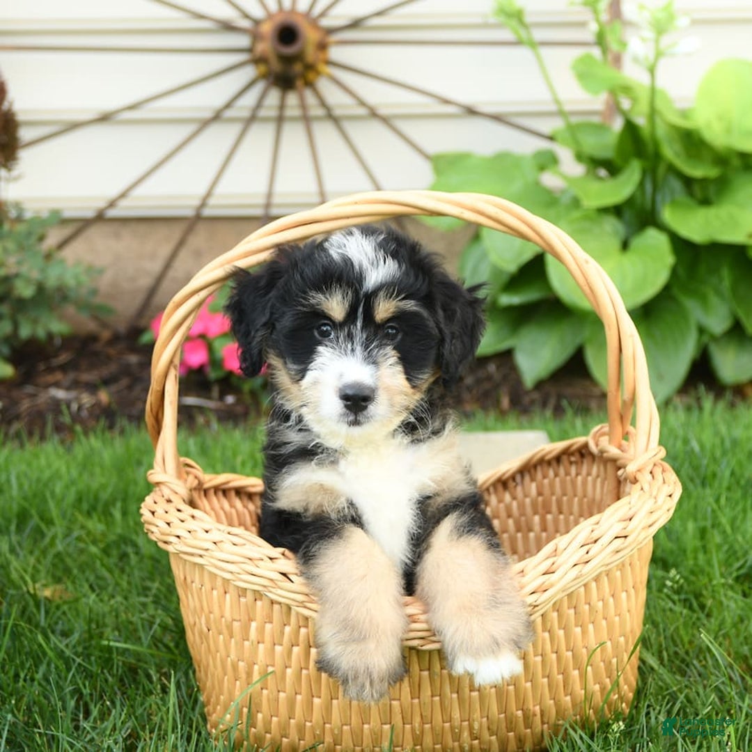 Mini Bernedoodle dogs for sale: Prince - Image 4