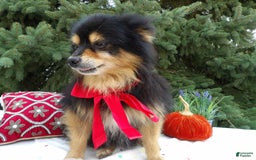 Pomeranian dogs for sale: Roger - Image 3
