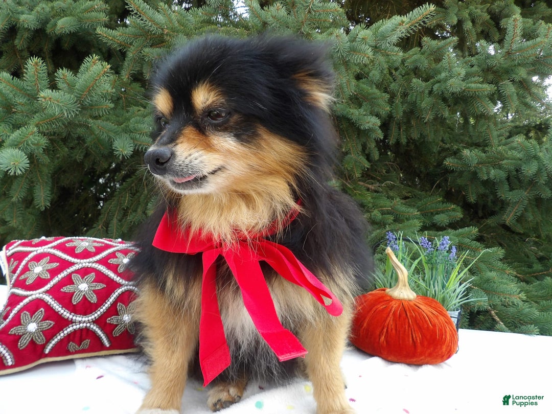 Pomeranian dogs for sale: Roger - Image 3