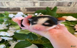 Pomsky dogs for sale: Chai - Image 6