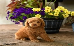Cockapoo dogs for sale: Cockapoo 9 puppies - Image 10