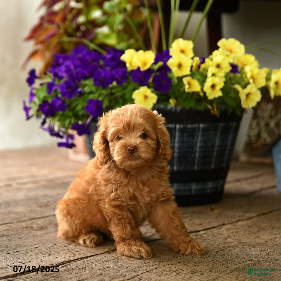 Cockapoo dogs for sale: Cockapoo 9 puppies - Image 10