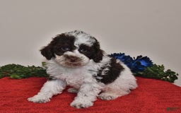 Miniature Poodle dogs for sale: Duke - Image 2
