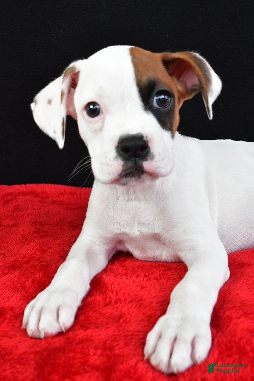 Boxer dogs for sale: Zane - Image 2
