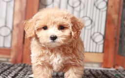 Maltipoo dogs for sale: Wendy - Image 3