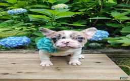 French Bulldog dogs for sale: Athena Akc - Image 49