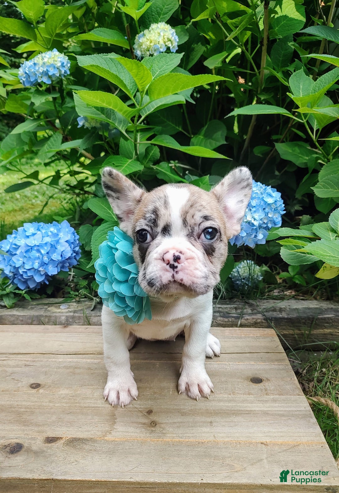 French Bulldog dogs for sale: Athena Akc - Image 49