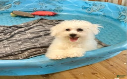 Bichon Frise dogs for sale: Lola - Image 7