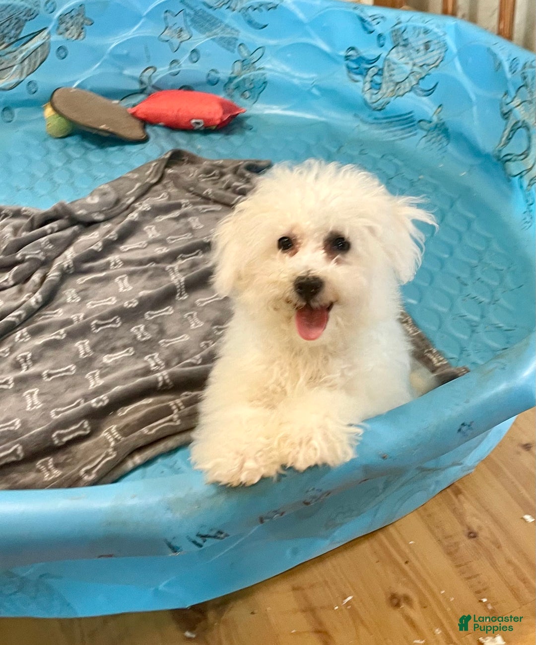 Bichon Frise dogs for sale: Lola - Image 7