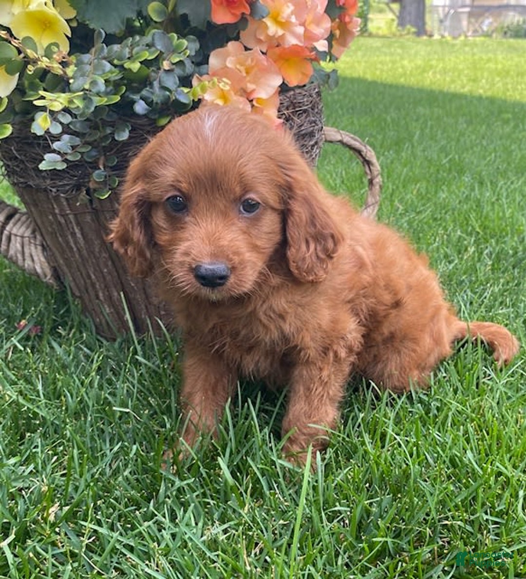 Cavapoo dogs for sale: Parker - Image 1