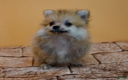 Pomeranian dogs for sale: Charlie - Image 9