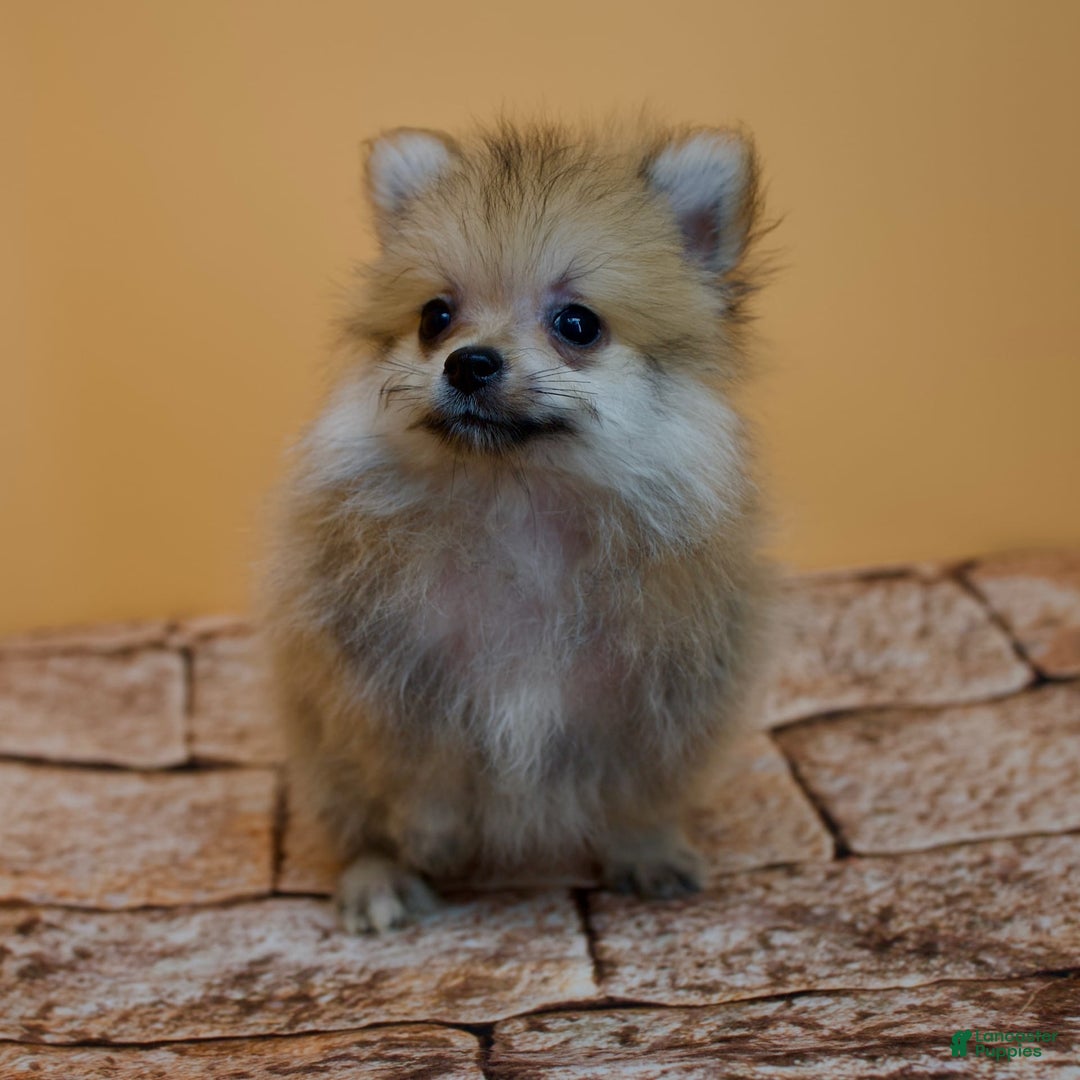 Pomeranian dogs for sale: Charlie - Image 9