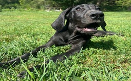 Great Dane dogs for sale: Darla - Image 15