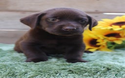 Labrador Retriever dogs for sale: Benny - Image 2