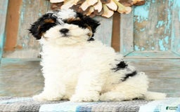 Cavapoo dogs for sale: Alexis - Image 3