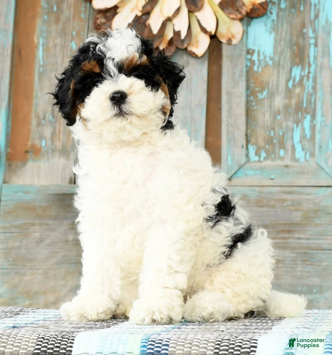 Cavapoo dogs for sale: Alexis - Image 3