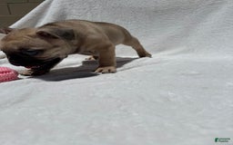 French Bulldog dogs for sale: Scooby - Image 2