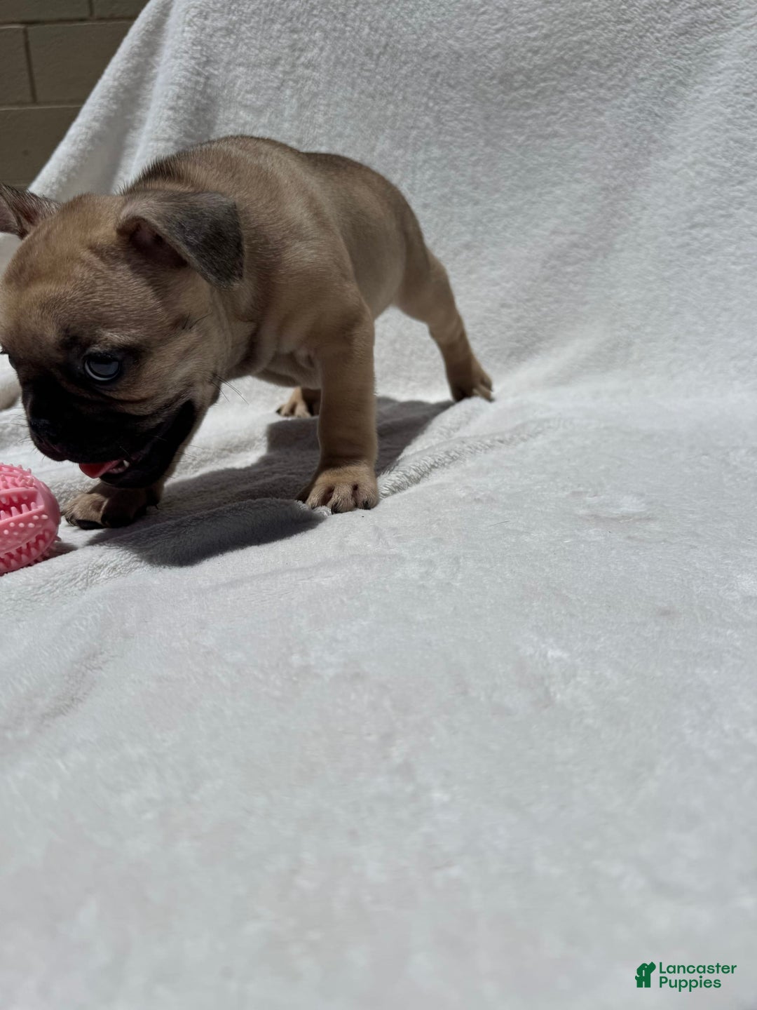 French Bulldog dogs for sale: Scooby - Image 2