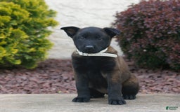 Belgian Malinois dogs for sale: Destiny - Image 1