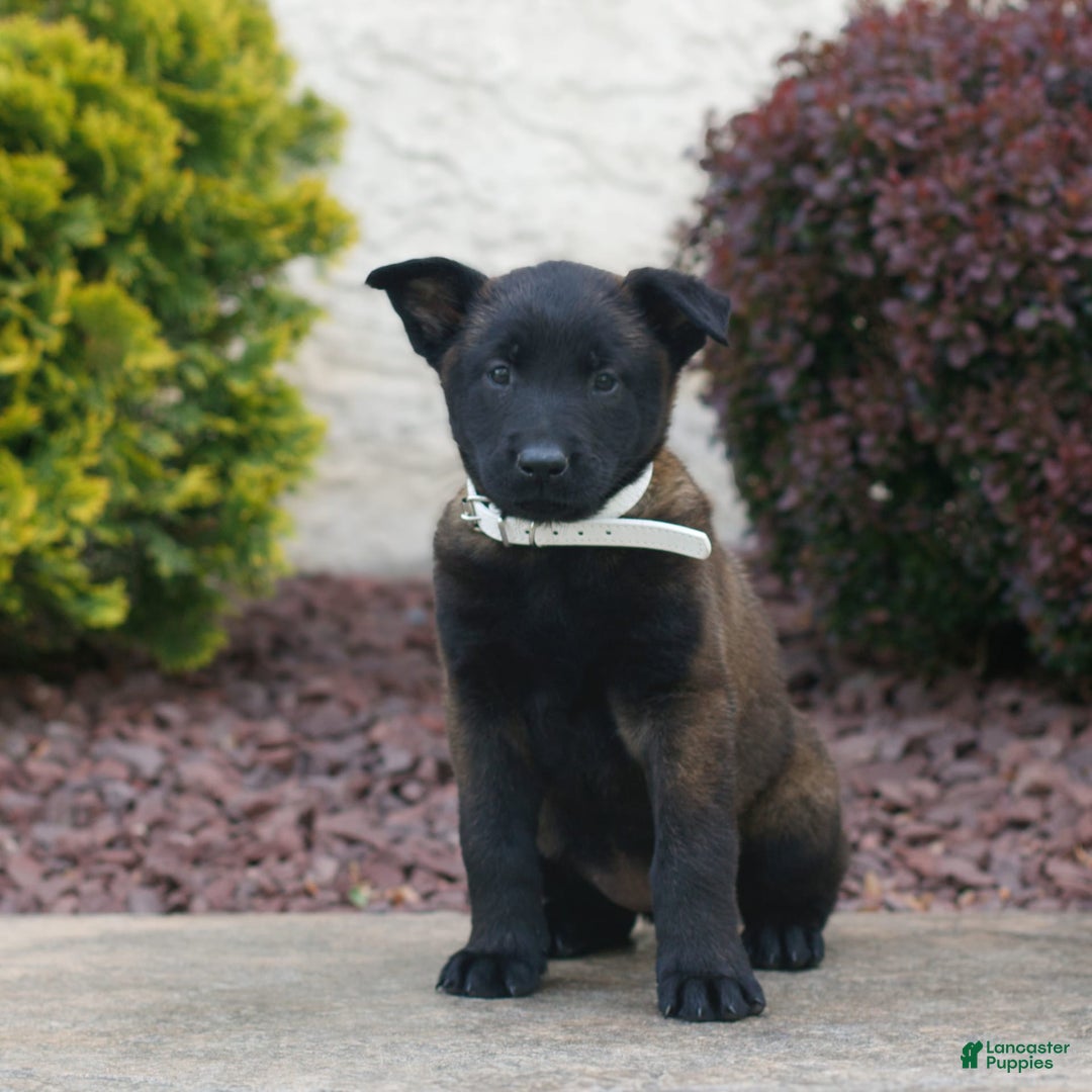 Belgian Malinois dogs for sale: Destiny - Image 1