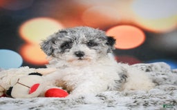 Miniature Poodle dogs for sale: Amber - Image 4